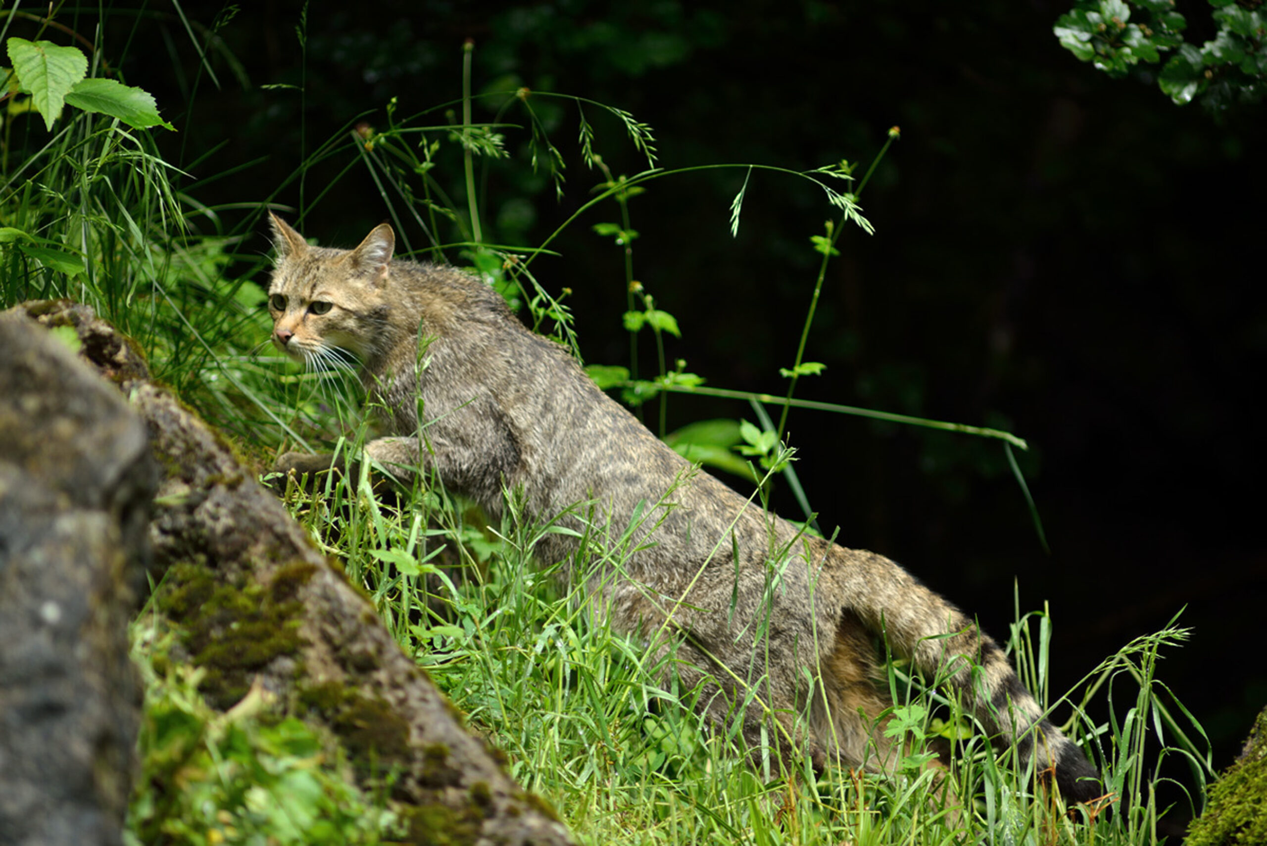 Weltkatzentag am 08. August: Wildkatzen, trotz Erholung der Bestände, weiter gefährdet- so der BUND